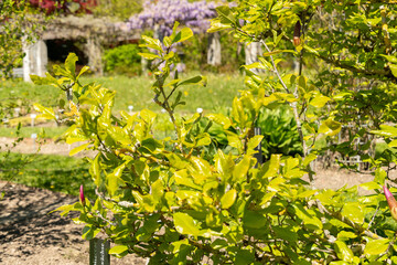 Mulan magnolia or Magnolia Liliiflora nigra plant in Saint Gallen in Switzerland