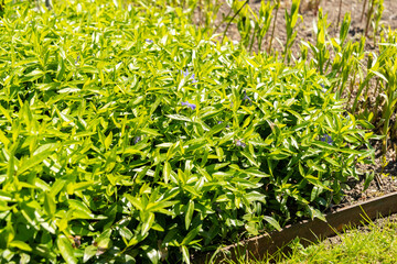 Lesser periwinkle or Vinca Minor plant in Saint Gallen in Switzerland