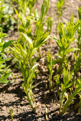 Eastern bluestar or Amsonia Tabernaemontana plant in Saint Gallen in Switzerland
