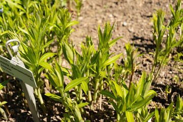 Eastern bluestar or Amsonia Tabernaemontana plant in Saint Gallen in Switzerland