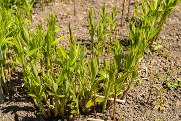 Eastern bluestar or Amsonia Tabernaemontana plant in Saint Gallen in Switzerland