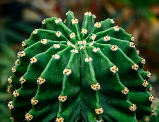 Echinopsis tubiflora - Side view, Close-up of a short-spined cactus in a botanical collection
