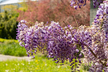 Chinese wisteria or Wisteria Sinensis plant in Saint Gallen in Switzerland