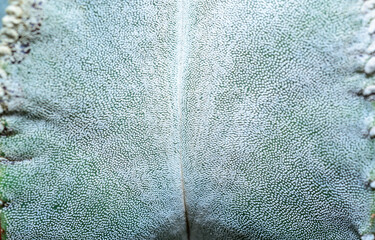Side view, Close-up of Astrophytum cactus with small dots on stem in botanical collection