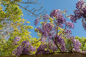 Chinese wisteria or Wisteria Sinensis plant in Saint Gallen in Switzerland