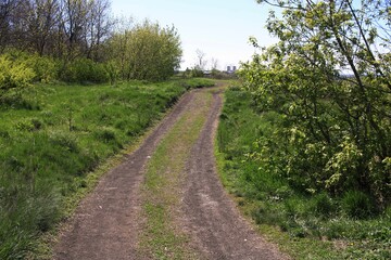 path in the woods