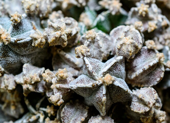 Cacti Astrophytum sp. - hybrid, cultivar of a cactus that forms many shoots in a botanical...