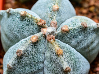 Cacti Astrophytum myriostigma - thornless cactus with white arola in the botanical collection