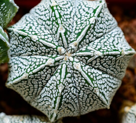 Cacti Astrophytum asterias cv. Super Kabuto, close-up of a hybrid plant from a botanical collection