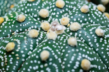 Cacti cultivar Astrophytum asterias, close-up of a hybrid plant from a botanical collection