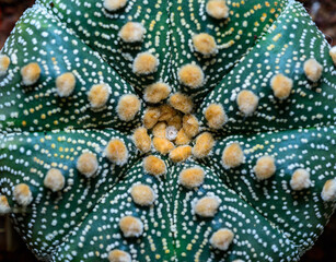 Cacti cultivar Astrophytum asterias, close-up of a hybrid plant from a botanical collection