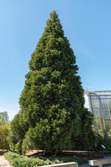 Giant redwood or Sequoiadendron Giganteum tree in Saint Gallen in Switzerland