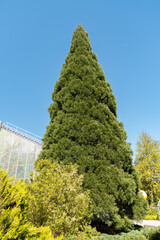 Giant redwood or Sequoiadendron Giganteum tree in Saint Gallen in Switzerland