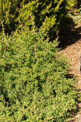 European larch or Larix Decidua tree in Saint Gallen in Switzerland