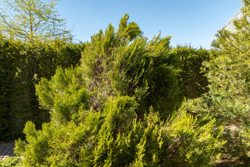 Chinese thuja or Platycladus Orientalis Sieboldii plant in Saint Gallen in Switzerland