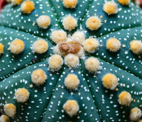 Cacti cultivar Astrophytum asterias, close-up of a hybrid plant from a botanical collection