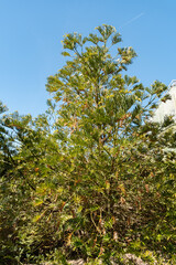 Chinese plum yew or Cephalotaxus Fortunei tree in Saint Gallen in Switzerland