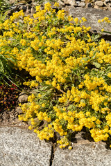Alyssum Saxatile plant in Saint Gallen in Switzerland