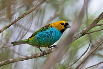Gilt-edged Tanager (Tangara cyanoventris) Boa Nova National Park, Brazil.