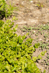 Moneywort or Lysimachia Nummularia plant in Saint Gallen in Switzerland