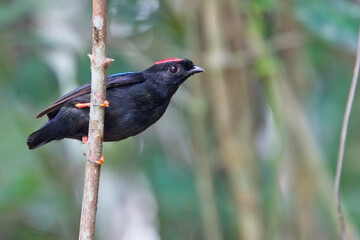 Blue-backed Manakin (Chiroxiphia pareola), male perched on a branch, Veracel Reserve, Brazil.