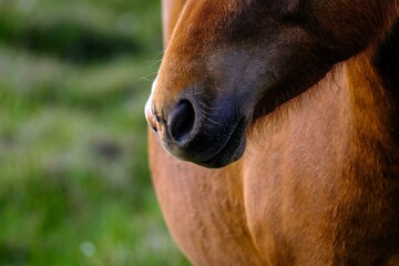 Beautiful Horse White Nature Photo