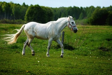 Beautiful Horse White Nature Photo