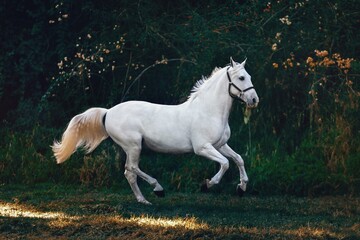 Beautiful Horse White Nature Photo