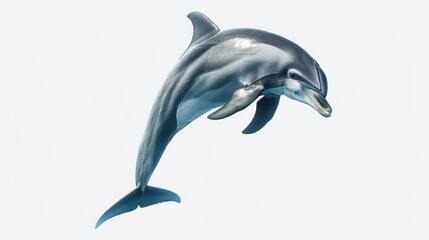 Wild dolphin animal isolated on white background