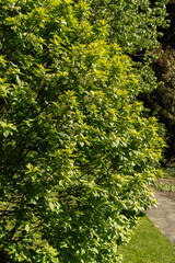 Bird cherry or Prunus Padus plant in Saint Gallen in Switzerland