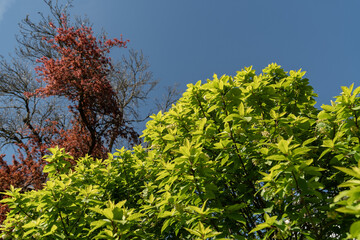 Bird cherry or Prunus Padus plant in Saint Gallen in Switzerland
