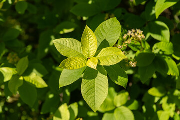 Bird cherry or Prunus Padus plant in Saint Gallen in Switzerland