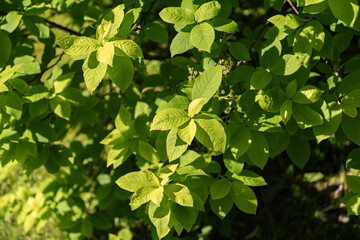 Bird cherry or Prunus Padus plant in Saint Gallen in Switzerland