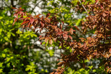 Cherry plum or Prunus Cerasifera plant in Saint Gallen in Switzerland