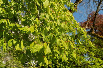 Common hornbeam or Carpinus Betulus tree in Saint Gallen in Switzerland