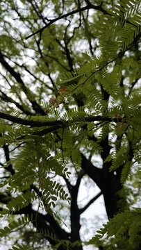 Green Tamarind Tree with flowers