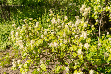 Mountain witch alder or Fothergilla Major plant in Saint Gallen in Switzerland
