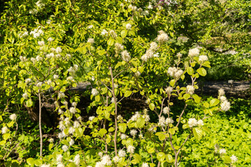 Mountain witch alder or Fothergilla Major plant in Saint Gallen in Switzerland