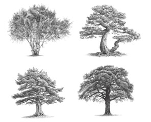 Birch, Pine, Oak, Cedar, drawings