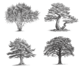 Birch, Pine, Oak, Cedar, drawings