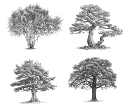 Birch, Pine, Oak, Cedar, drawings