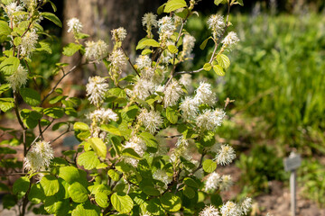 Witch alder or Fothergilla Gardenii plant in Saint Gallen in Switzerland