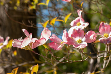 Obraz premium Flowering dogwood or Cornus Florida plant in Saint Gallen in Switzerland