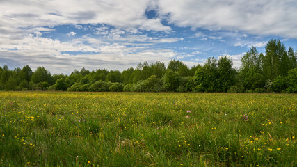 Zielona łąka pokryta dywanem kolorowych kwiatów © Zbigniew
