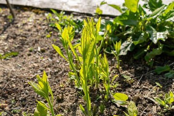 Wingstem or Verbesina Alternifolia plant in Saint Gallen in Switzerland