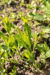 Wingstem or Verbesina Alternifolia plant in Saint Gallen in Switzerland