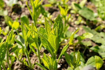 Wingstem or Verbesina Alternifolia plant in Saint Gallen in Switzerland
