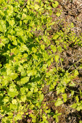 Youth on age or Tolmiea Menziesii plant in Saint Gallen in Switzerland