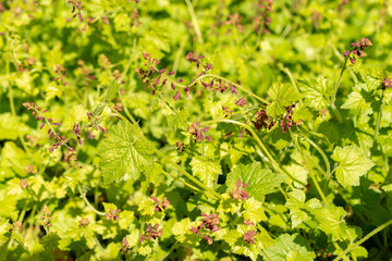 Youth on age or Tolmiea Menziesii plant in Saint Gallen in Switzerland