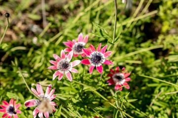 Anemone Pavoniana plant in Saint Gallen in Switzerland